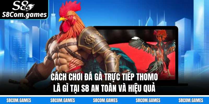 Cách chơi đá gà trực tiếp Thomo là gì tại S8 an toàn và hiệu quả 