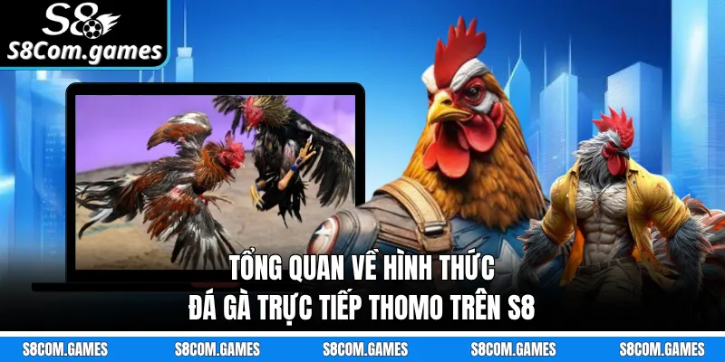 Tổng quan về hình thức đá gà trực tiếp Thomo trên S8 